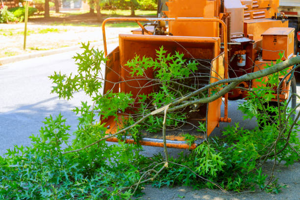 Santa Barbara, CA Tree Care Services Company