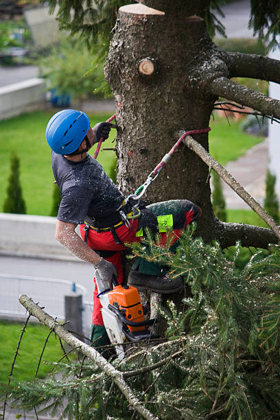 Best Palm Tree Trimming  in Santa Barbara, CA